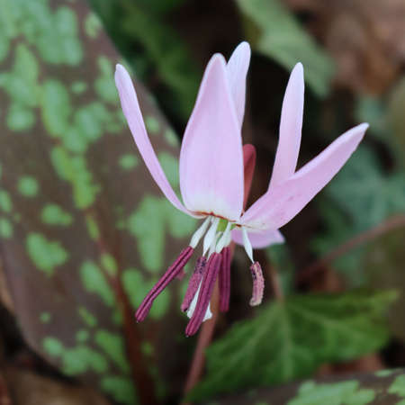 Erythronium dens-canis in bloom. Dogtooth plant with lilac flower in to the forestの写真素材