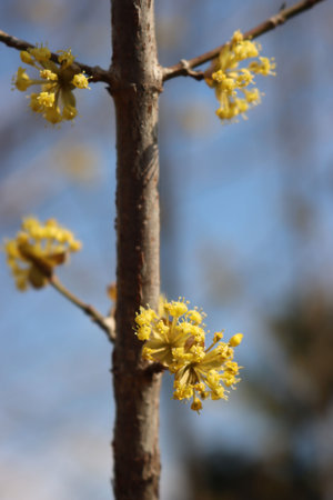Close-up of Cornelian cherry dogwood yellow flowers s on branch on selective focus. Cornus as. Early...