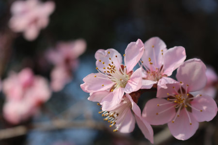 Pale pink Peach flowers on branch on dark background. Peach tree in bloom on springtime. Prunus...