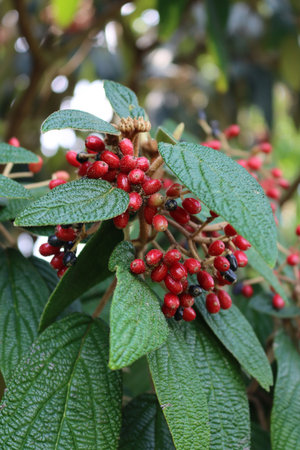 Close-up of Viburnum rhytidophyllum with red and black berries on branches. Viburnum bush on autumn