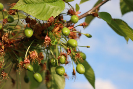 Close-up of green unripe cherries growing on branches with faded flowers in the orchard. Prunus...