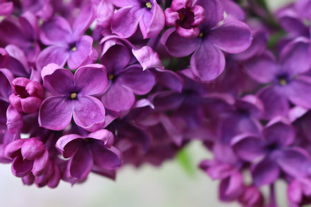 Close-up of Lilac flowers on branch on selective focus. Syringa vulgaris in bloom. Springtime...