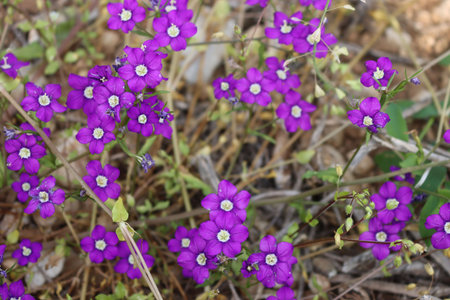 Legousia speculum veneris beautiful purple wildflowers on summer. European Venus looking glass....