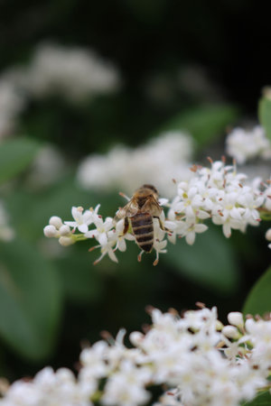 Honey bee on Common privet white flowers. Apis mellifera on Ligustrum vulgare tree