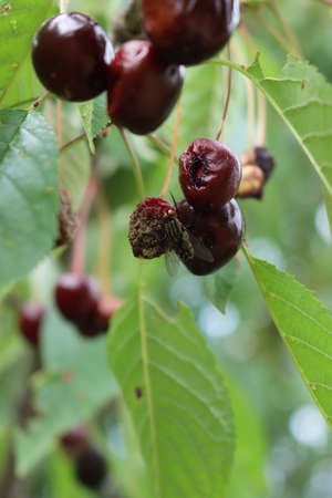 Close-up of black fly eating a red cherry on branches. Prunus avium treeの写真素材