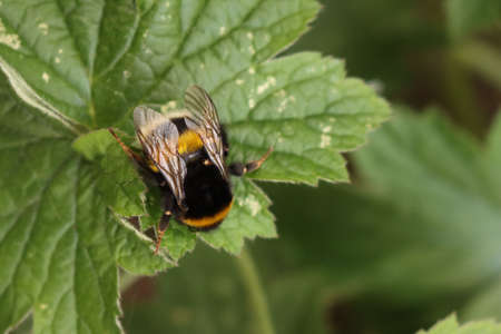 Close-up of Bumble bee resting on a green leaf. Bombus insectの写真素材
