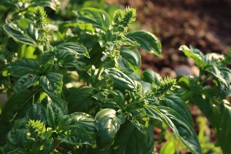 Basil Plant with white flowers in a vegetable garden at dawn. Ocimum basilicumの写真素材