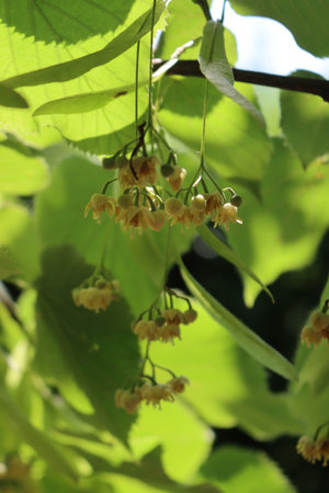 Linden tree branches in bloom with many yellow flowers