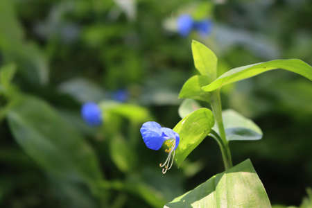 Little blue and yellow flowers of Commelina Coelestis or Blue Spiderwort in the garden on summerの写真素材