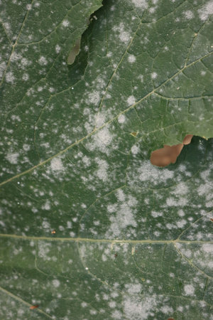 Close-up of Powdery mildew on zucchini plant in the vegetable garden. Zucchini leaves damaged by...