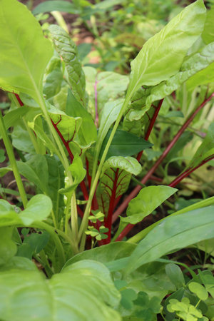 Rainbow yellow, pink, red and white Beets growing in the vegetable garden. Colorful leaves of Beta...