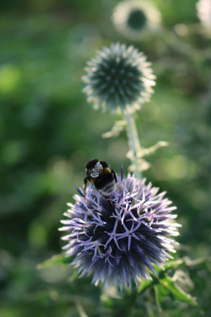 Bumble bee on a blue globle thistle flower on plant at sunset. Bombus insect on Echinops ritro plant...