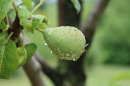Small Pear fruits covered by raindrops on branch in the orchard. Cultivated Pyrus tree on summer...