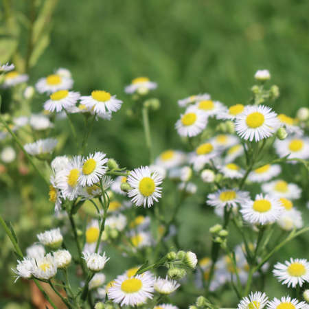 Erigeron annuus. Close-up of wild white and yellow daisies on a sunny day, also called fleabane daisyの写真素材