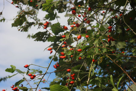 Close-up of red ripe dog-rose berries. Rosehip fruits. Wild rose hips on bush in nature