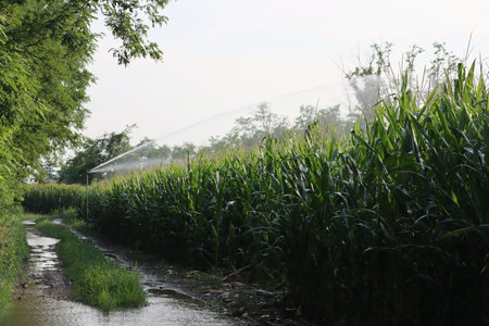 Agricultural irrigation system watering green corn field on sunny summer day in the northern italian...