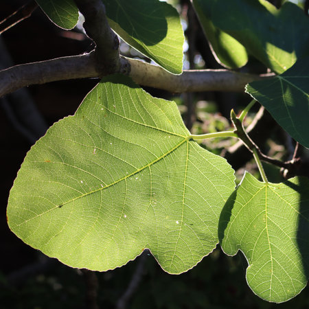 Fig tree with many green leaves against sunlight. Ficus carica in the orchard at sunset