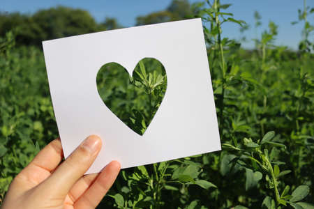 Cut white paper in shape of heart against green alfalfa plants in the field hold by female hand. I love agricultureの写真素材
