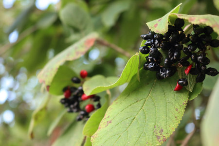 Viburnum lantana tree with red and black berries on branches on early summer