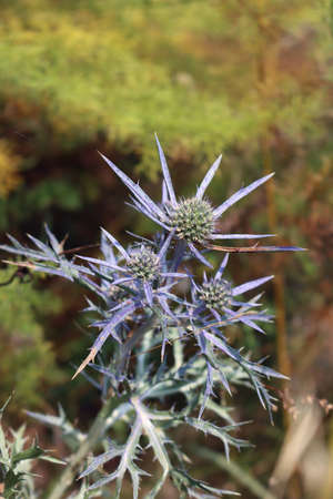 Sea holly blue thistle flowers. Eryngium amethystinum in bloomの写真素材