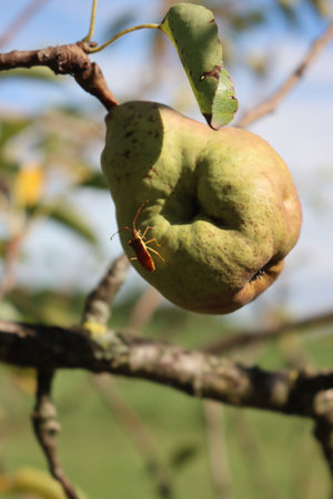 Brown Marmorated shield bug on ripe pear on tree in the orchard. Halyomorpha halys insect infestationの写真素材