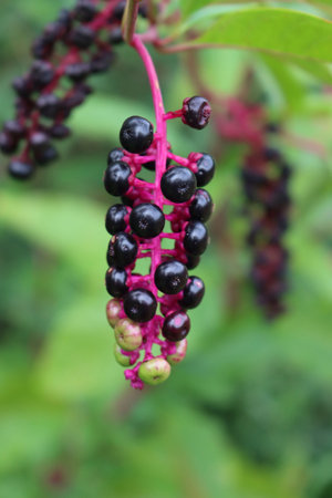 Close-up of Phytolacca americana ripe berries on branches. Pokeweed plant in the garden on late summerの写真素材