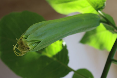 Close -up of Angel's Trumpet green blossom. Brugmansia plant in bloom on summerの写真素材