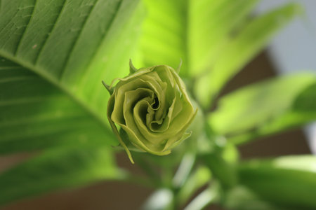 Close -up of Angel's Trumpet green blossom. Brugmansia plant in bloom on summerの写真素材