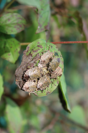 Brown Marmorated shield bugs in group on a green leaf. Halyomorpha halys insects on autumn season