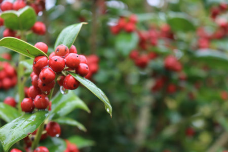 Close-up of Holly bush with red berries with copy space. Ilex cornuta, also called chinese Holly in the gardenの写真素材