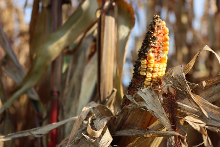 Damaged yellow ripe corn cob in field. Zea mays or maize ear damaged by bird or mouse feedingの写真素材