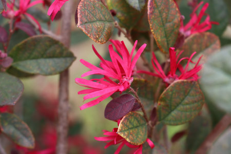 Close-up of pink Loropetalum japonica flowers on bush. Loropetalum bush in bloom on summerの写真素材