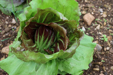 Close-up of red and green Chioggia Radicchio plants in the field. Italian radicchio cultivation on winter season. Italian Chicory. Cichorium intybusの写真素材