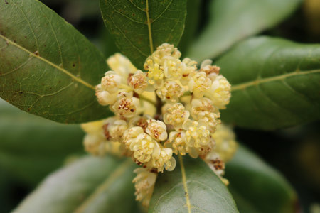 Close-up of many yellow flowers of Laurel bush on branch. Laurus nobilis in bloom on springtimeの写真素材