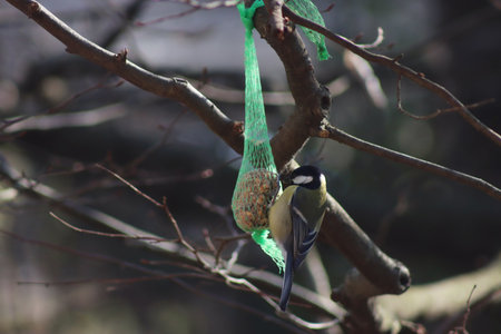 Great tit eating a fat ball hanging on a tree branch in the garden on winter season. Parus major on a bird feederの写真素材