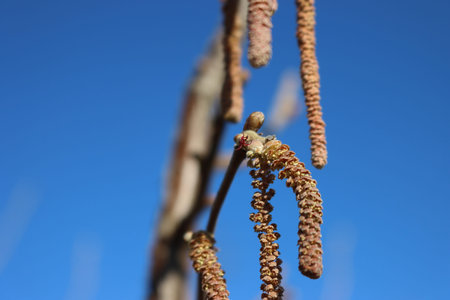 Yellow male flowers and little pink flowers of  a common hazel tree against blue sky. Corylus...