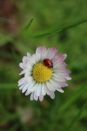 Ladybug on common daisy. Coccinella punctata on Bellis perennisの写真素材