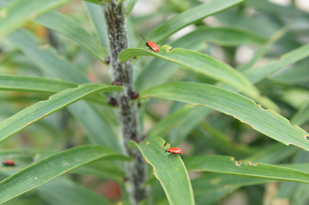 Beetles on the flower sheets - Spring awakens all