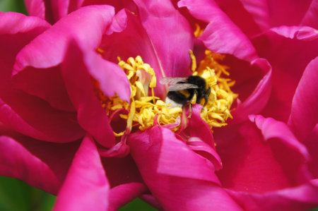 Bumblebee on petals - searching of spring pollenの写真素材