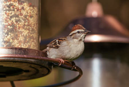 A darling little Chipping Sparrow.の写真素材