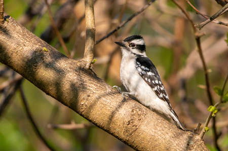 A beautiful black and white, female Downy Woodpecker.の写真素材
