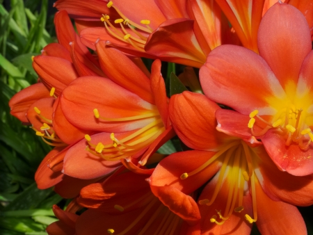 Close up of blossoming flowers in a winter gardenの写真素材