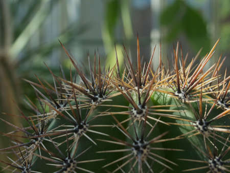 Close up of a cactus in a winter gardenの写真素材