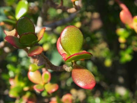 Crassula ovata, commonly known as jade plant, friendship tree, lucky plant or money plant in a sunny and warm gardenの写真素材
