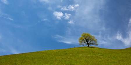 Single tree on meadowの写真素材
