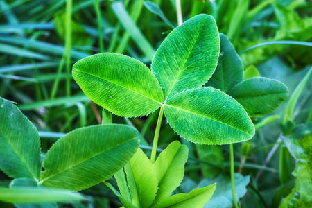 Closeup of three leafs with additional details on the background of a green garden