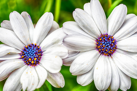 Macro photo of a white daisy flower with a blue heart closeupの写真素材