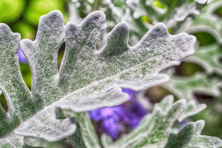 Macro photo of the leaves of a plant of silvery close-up with villi and glitterの写真素材