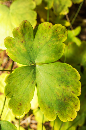Macro photo of a green leaf clover of four parts on a background of green foliage close-upの写真素材