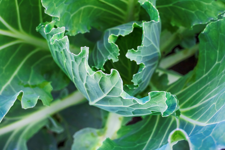 Macro photo of cabbage leaves close-up with streaks and extra detailsの写真素材